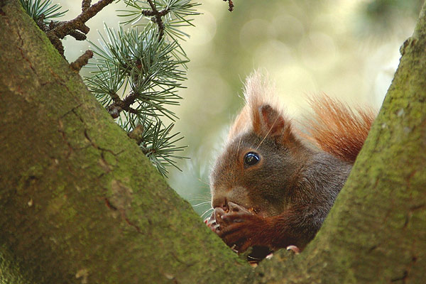 Eichhörnchen (c) Andreas Fritz