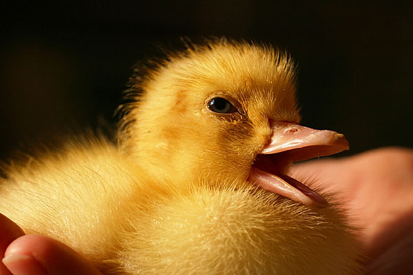 Entenküken (c) Andreas Fritz