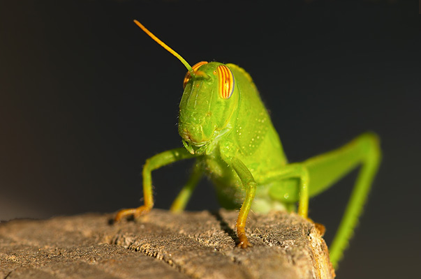 Grille (c) Andreas Fritz