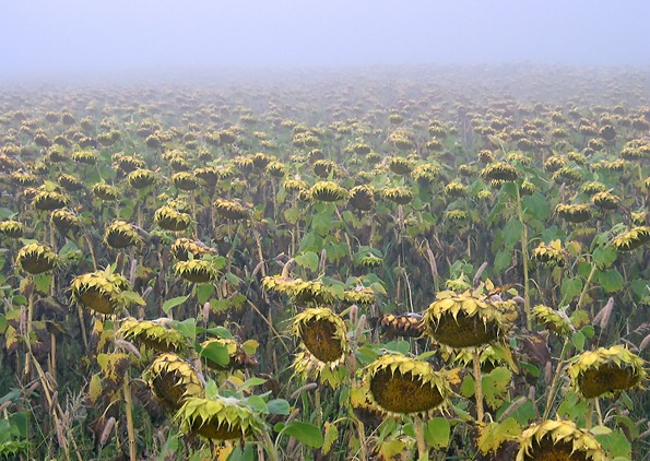 Sonnenblumenfeld