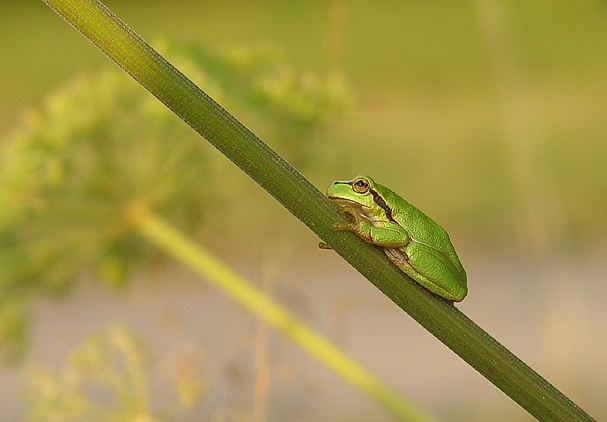 Laubfrosch (c) Wolfgang Schubert