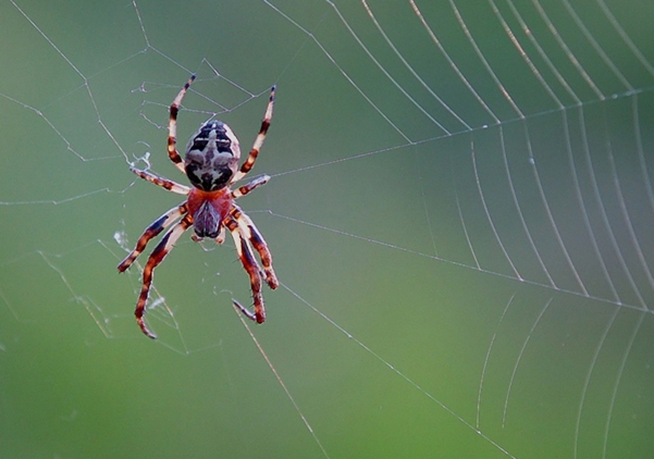 Spinne im Netz (c) Wolfgang Schubert