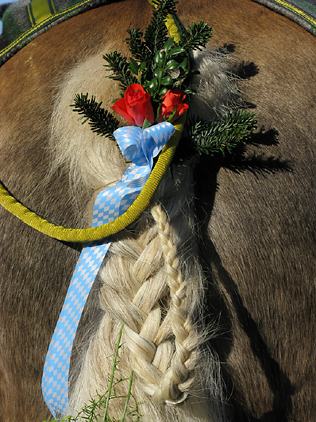 geschm&uuml;ckter Pferdeschwanz auf der T&ouml;lzer Leonhardifahrt