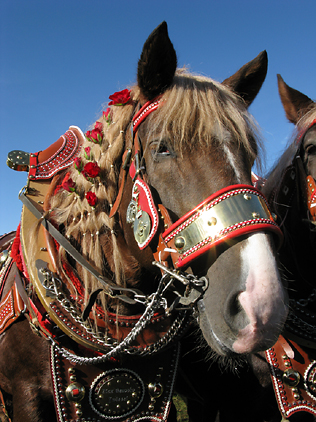 verheiratete Frauen im Schalk und mit Schn&uuml;rhut