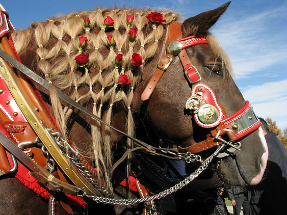 Junge Frauen im seidenen Mieder auf dem Truhenwagen auf der T&ouml;lzer Leonhardifahrt