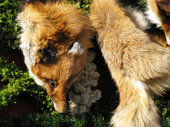 Impression mit Fuchs auf der T&ouml;lzer Leonhardifahrt
