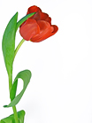 rote Tulpe