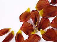 verwelkte Tulpenblätter