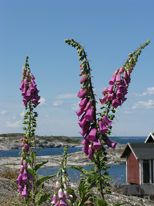 Fingerhut in den Sch&auml;ren